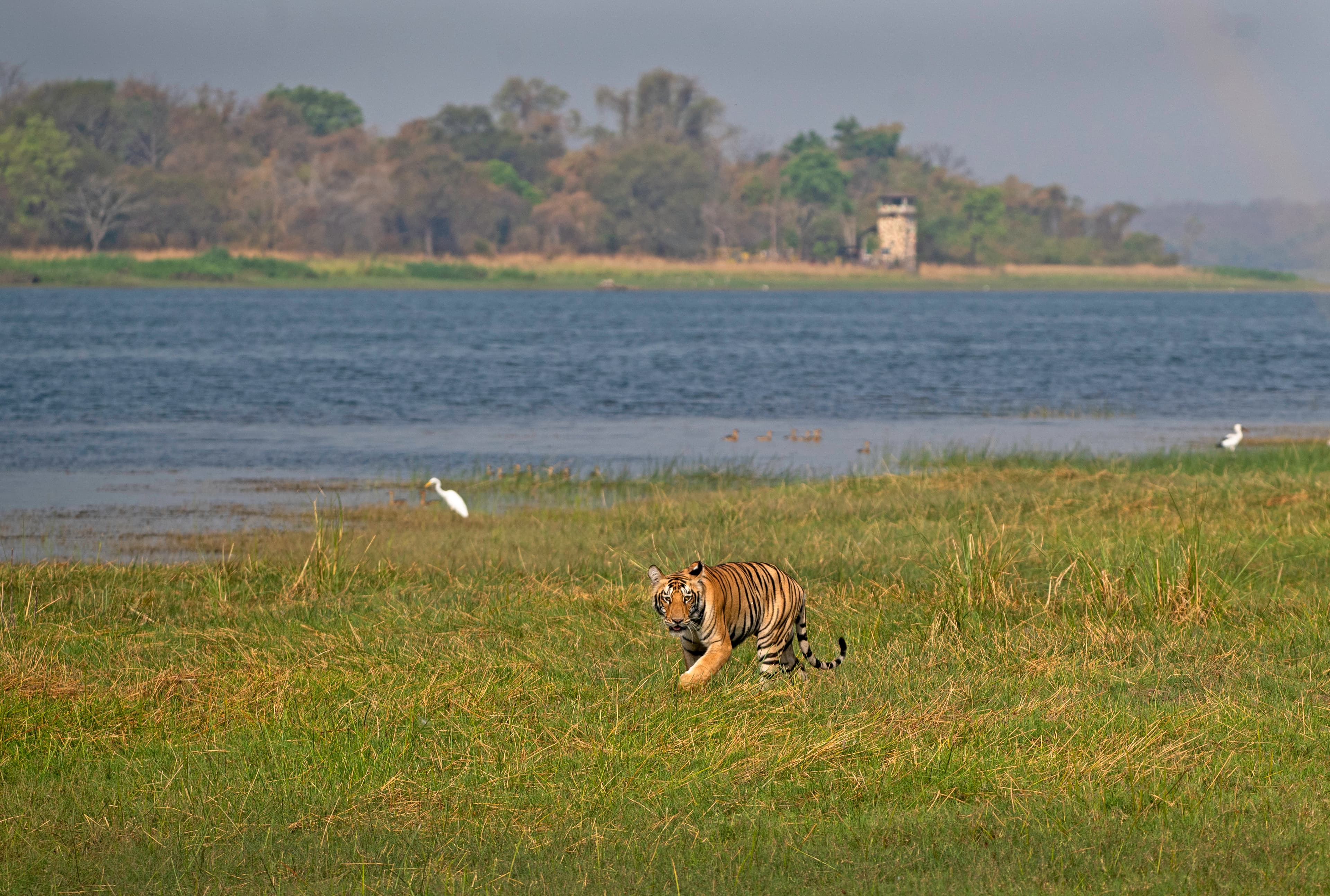 The Wild Backwaters of Moharli