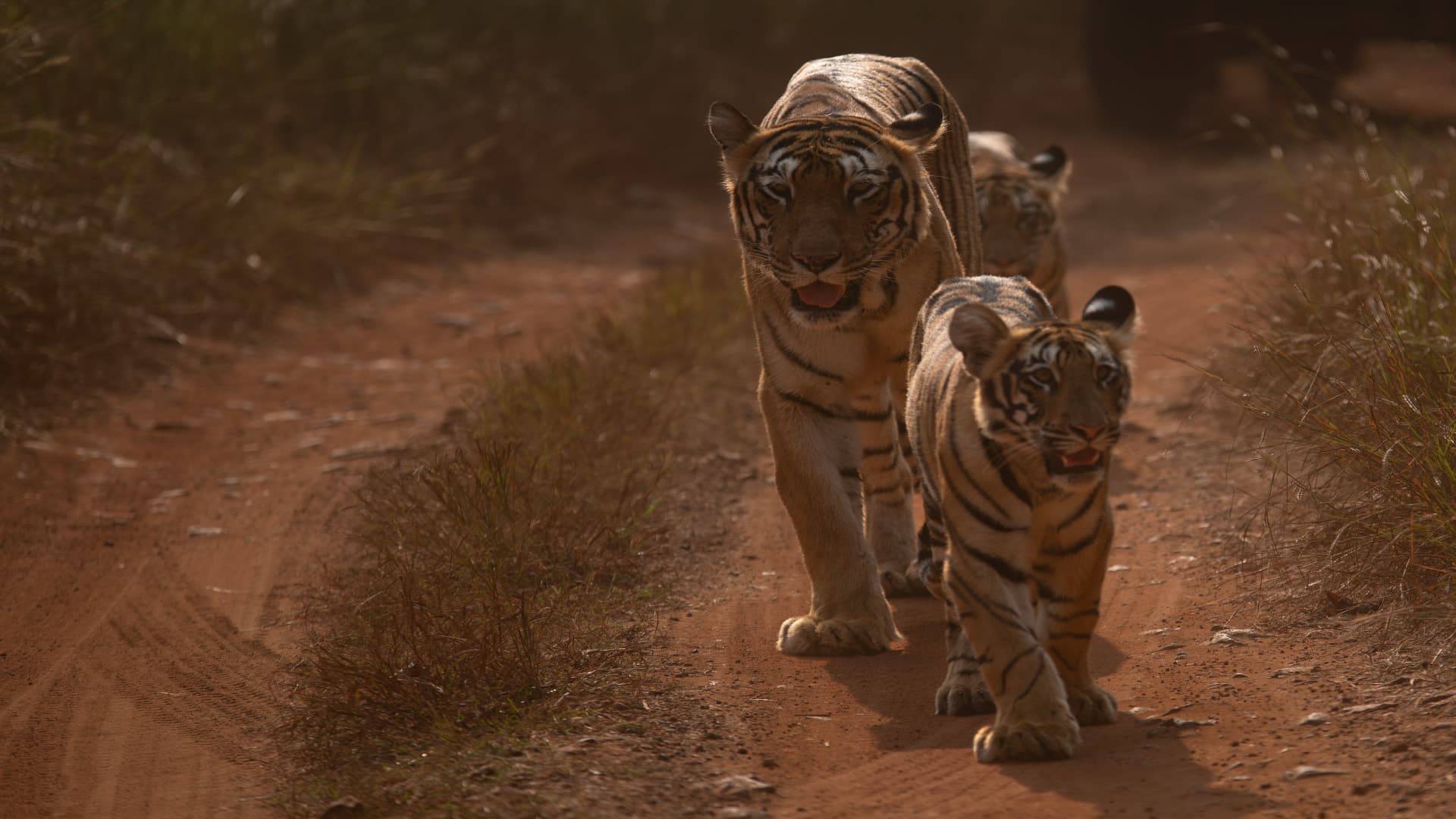 Kolara Core & Buffer Safari — The Finest Blend of Tadoba — view 2