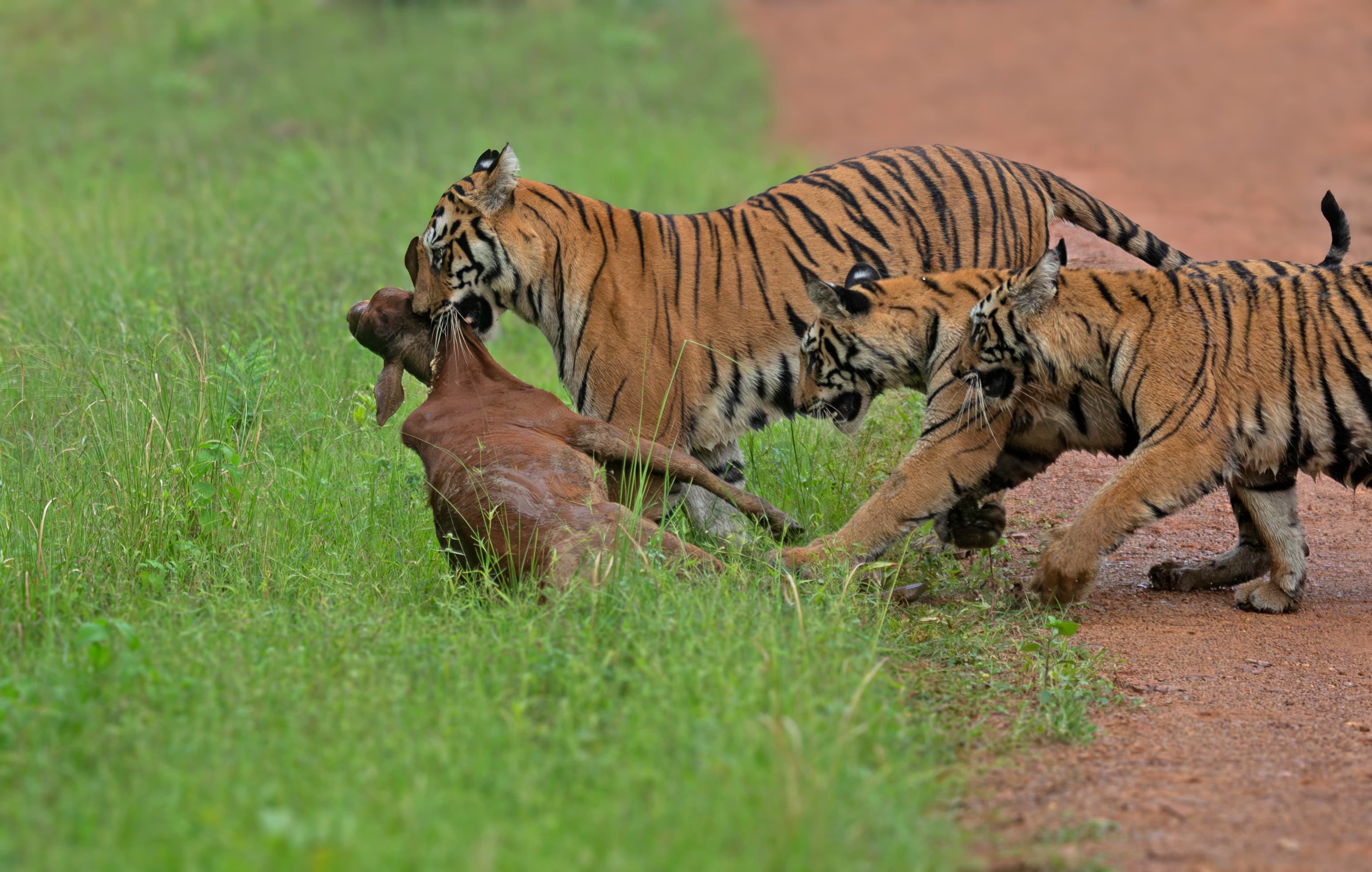 Tadoba Moharli Range — Land of Bamboo Canopies & the Mesmerising Teliya Lake