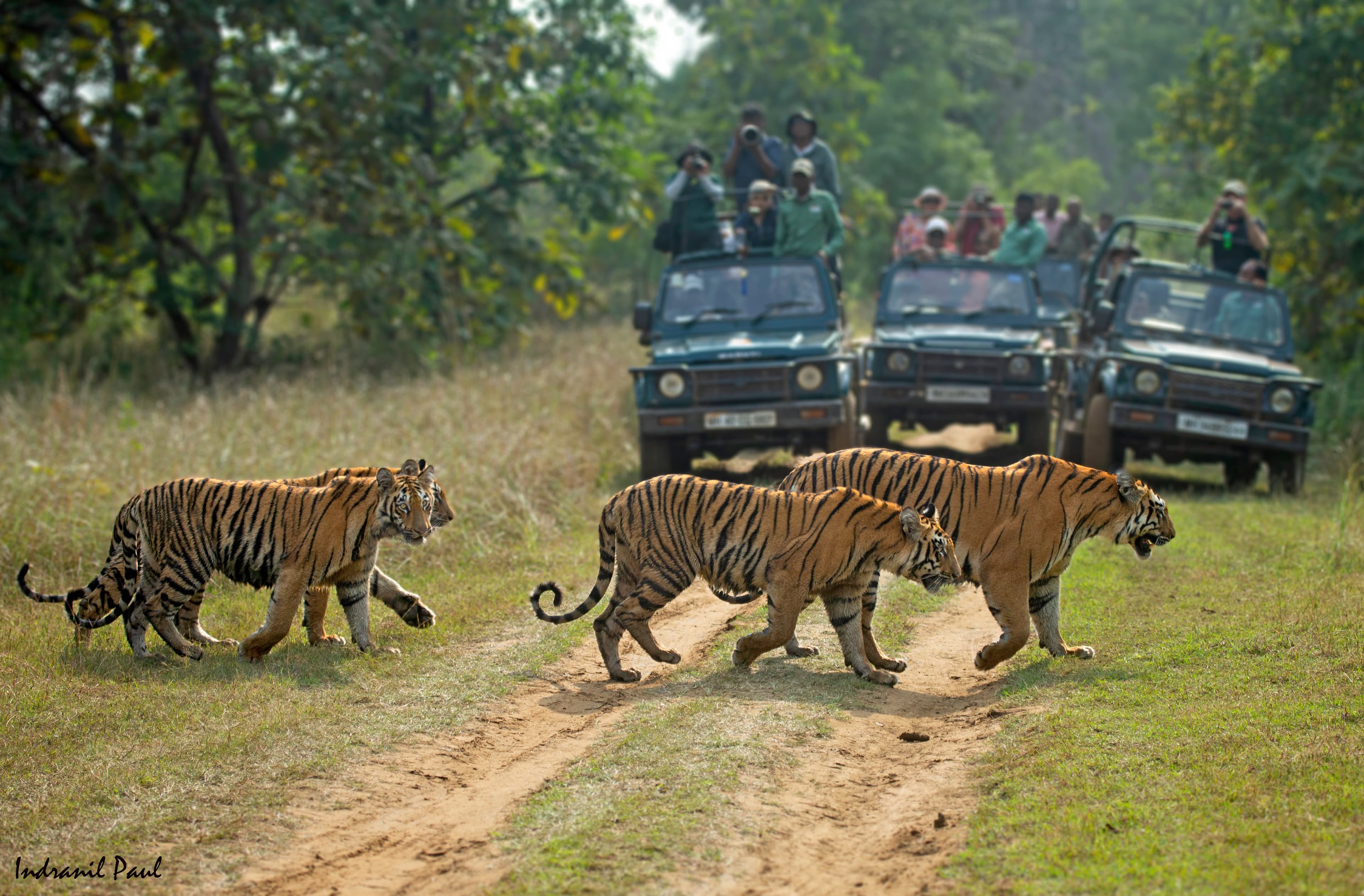 Tadoba Moharli Range — Land of Bamboo Canopies & the Mesmerising Teliya Lake