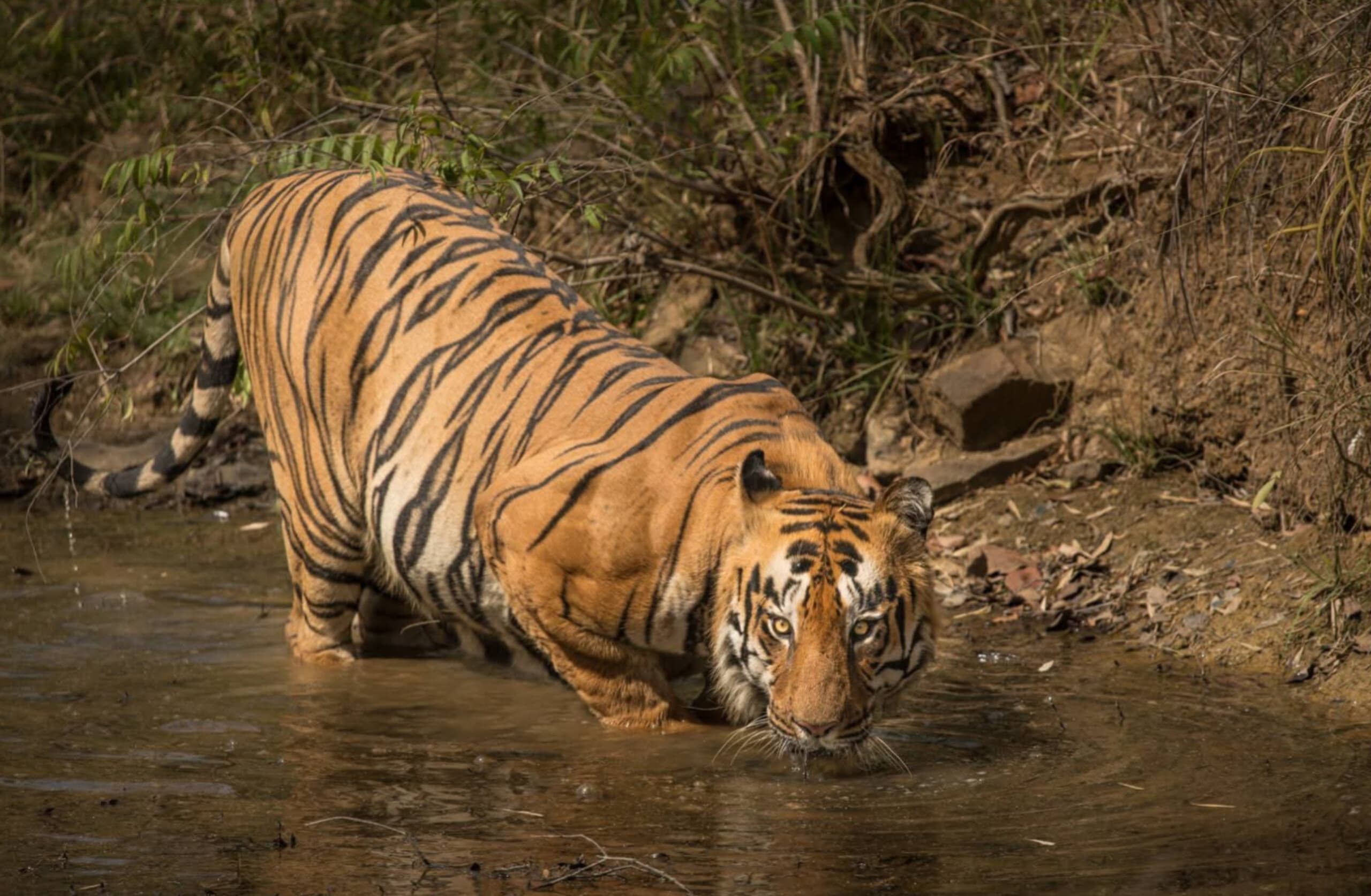 Moharli Core & Buffer Safari — Land of Canopies & the Backwaters of Irai