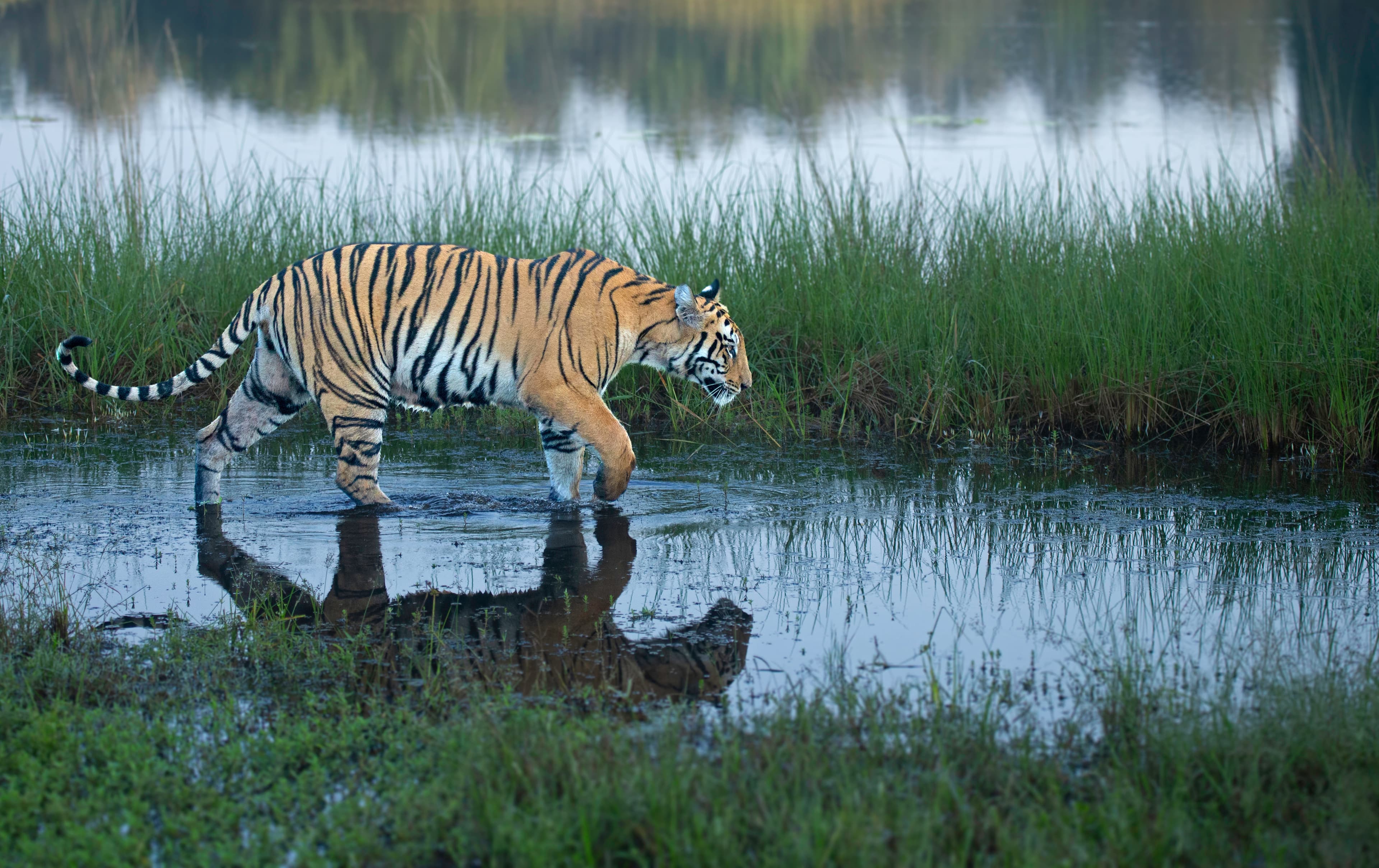 Tadoba Kolara Range — Land of Lakes