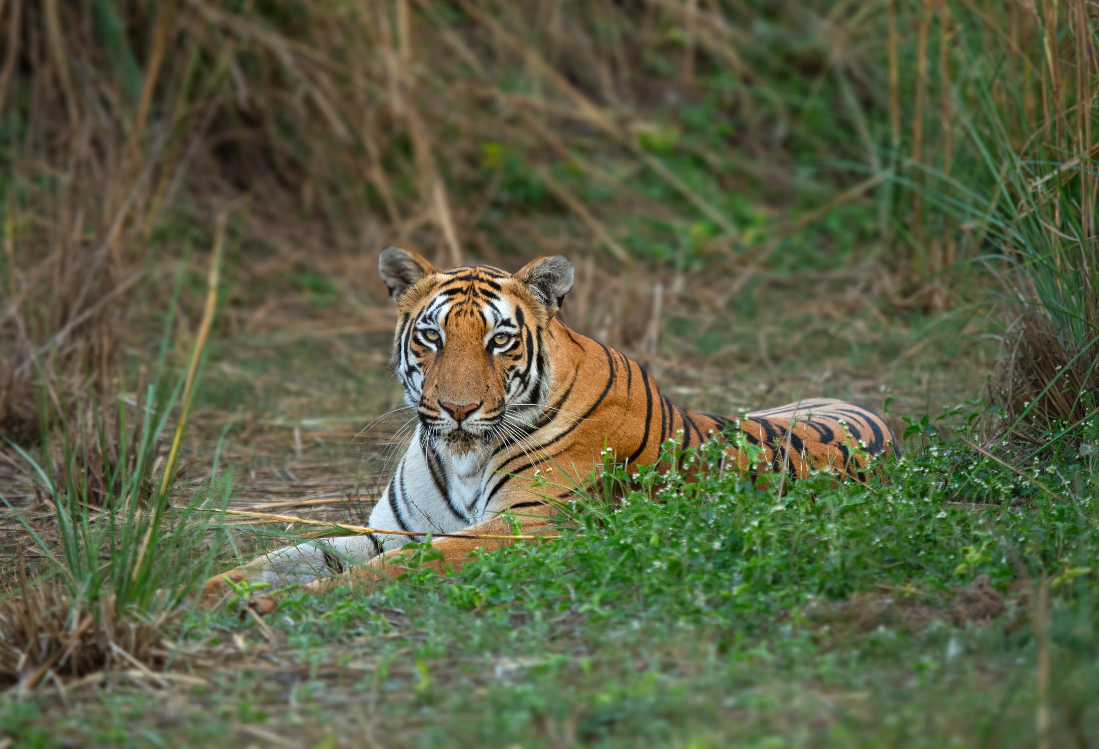 Kolara Core & Buffer Safari — The Finest Blend of Tadoba