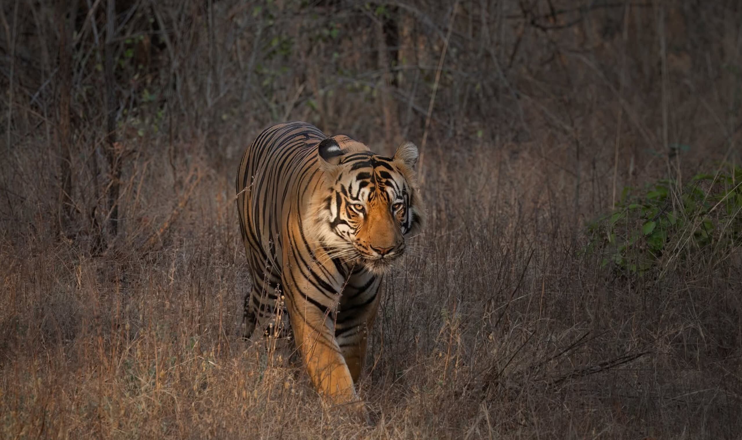 Kolara & the Territorial — Deadly Combo of the Mighty Beasts