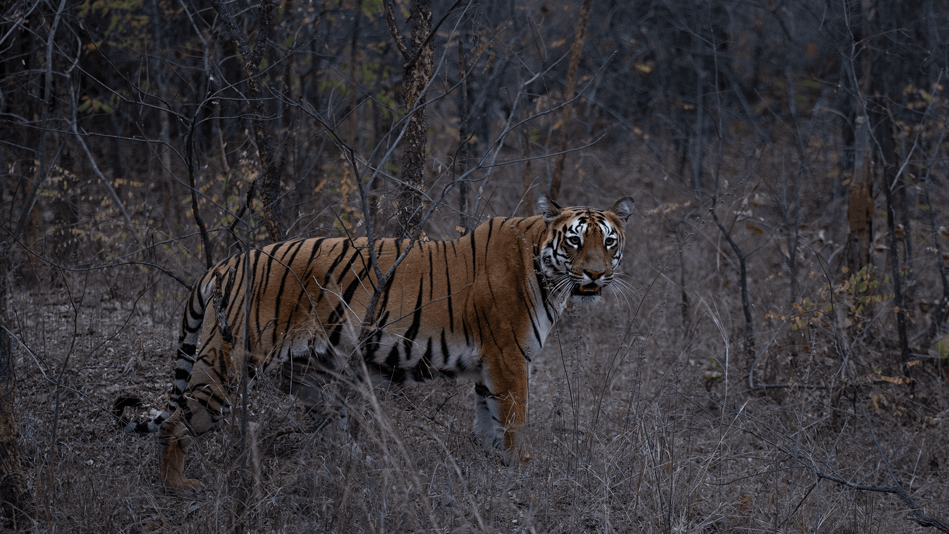 Kolsa & Ballarshah Territorial — The Wild Link — view 6