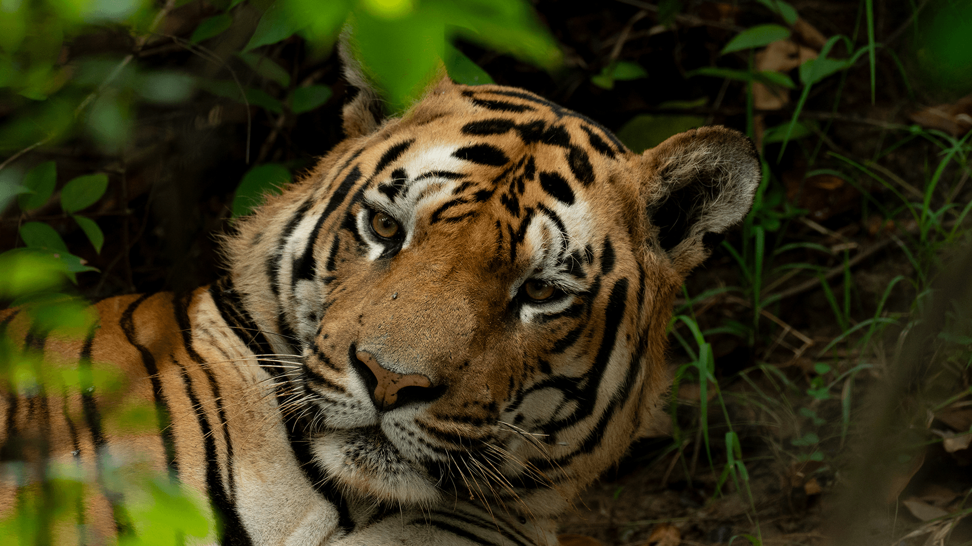 Kolsa & Ballarshah Territorial — The Wild Link — view 7