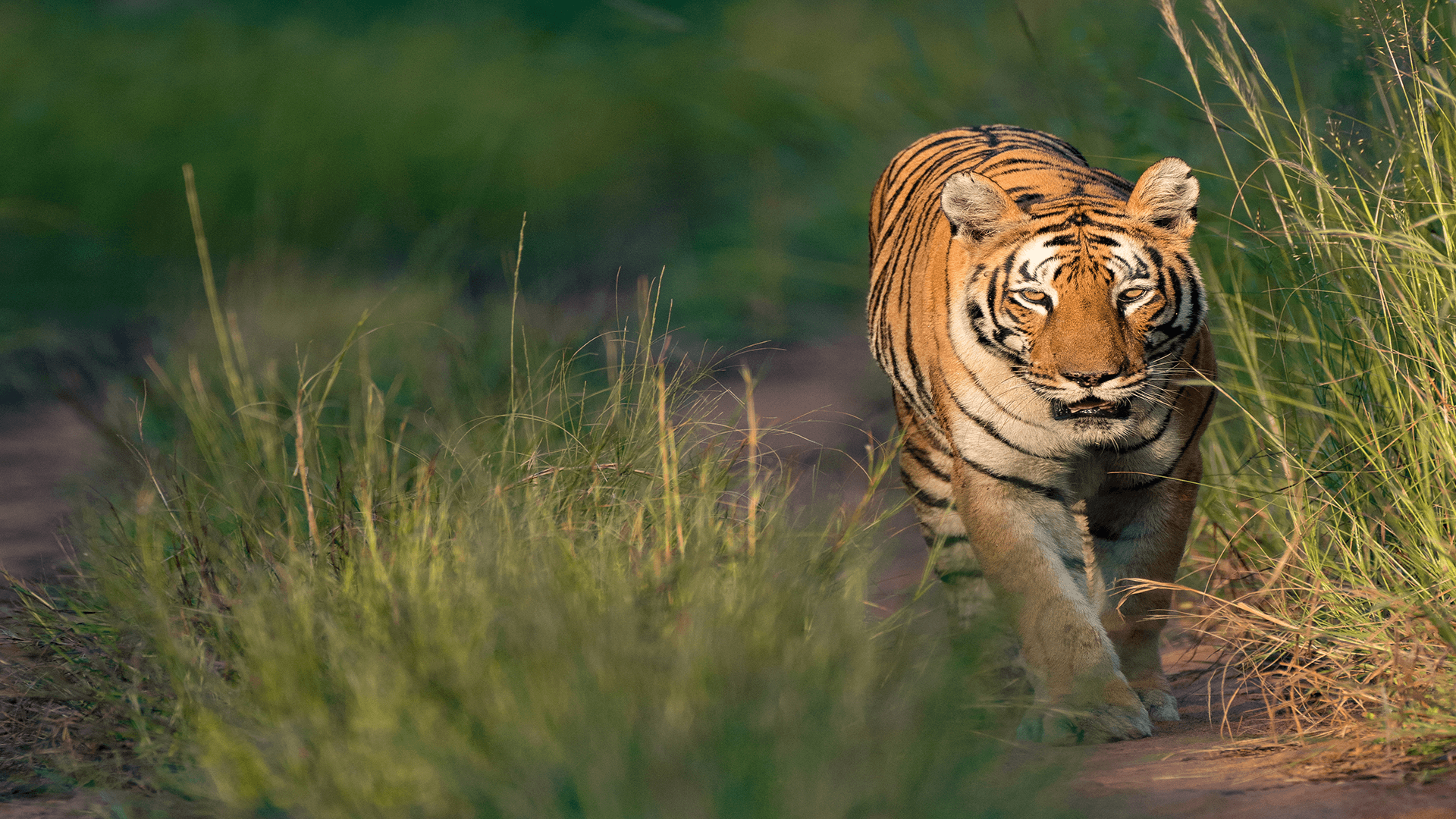 Kolsa & Ballarshah Territorial — The Wild Link — view 5