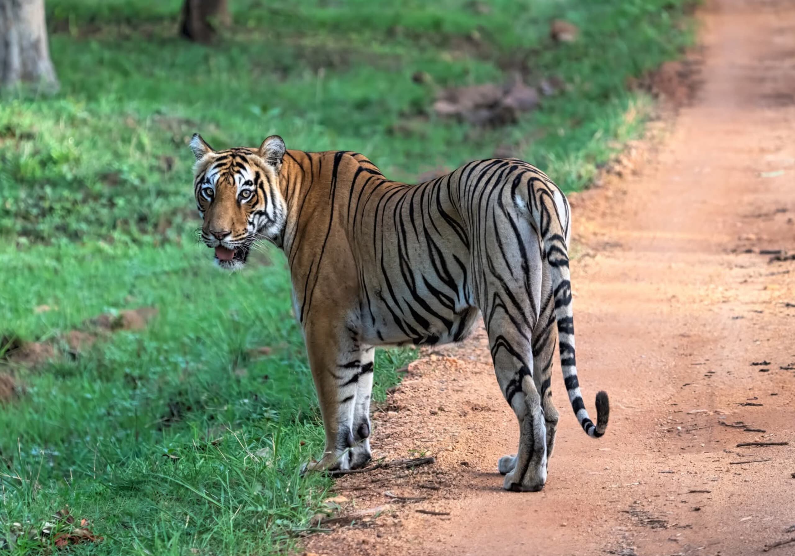 The Grasslands of Navegaon and the Lakes of Tadoba