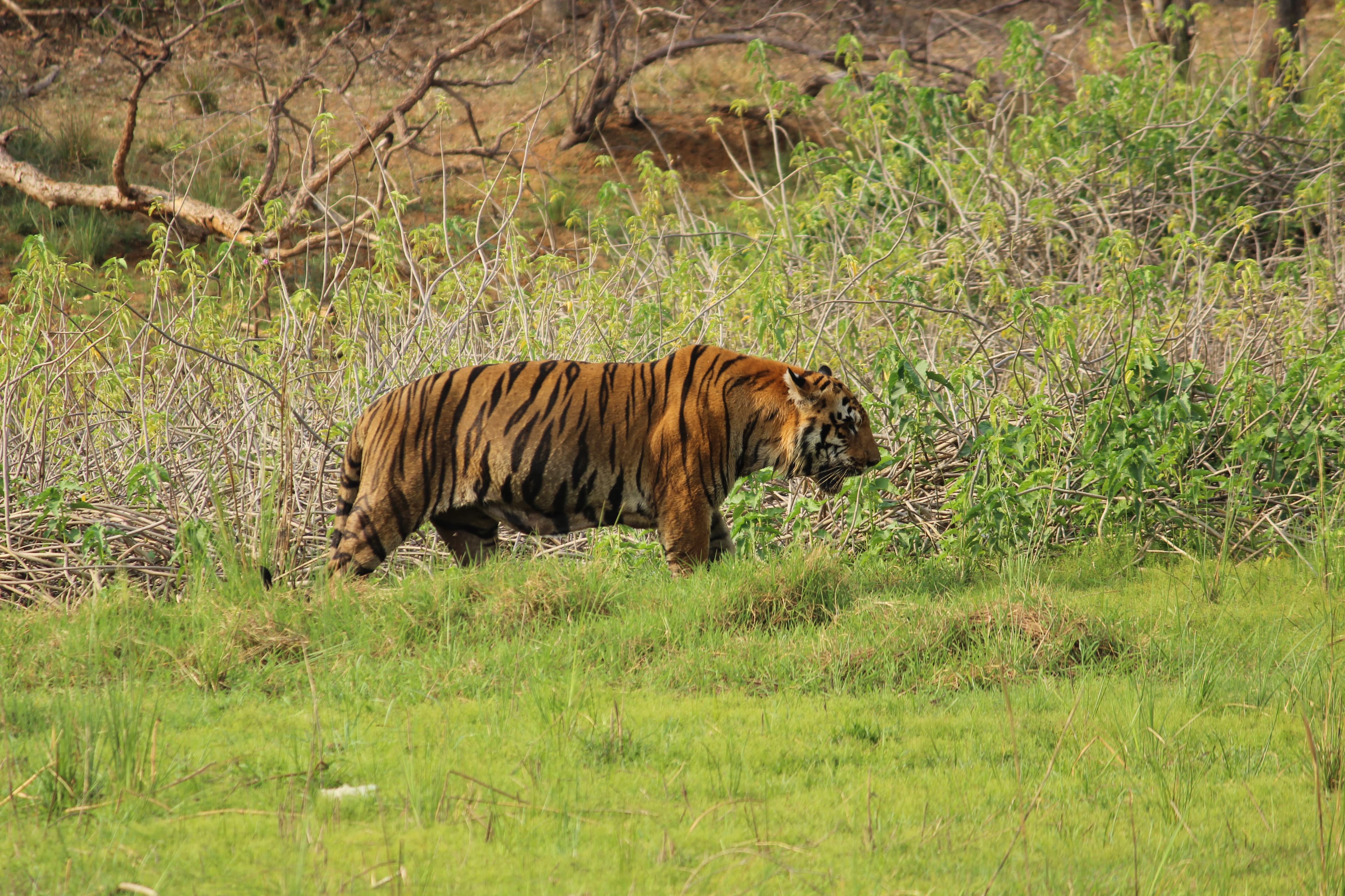 Moharli Buffer Zone