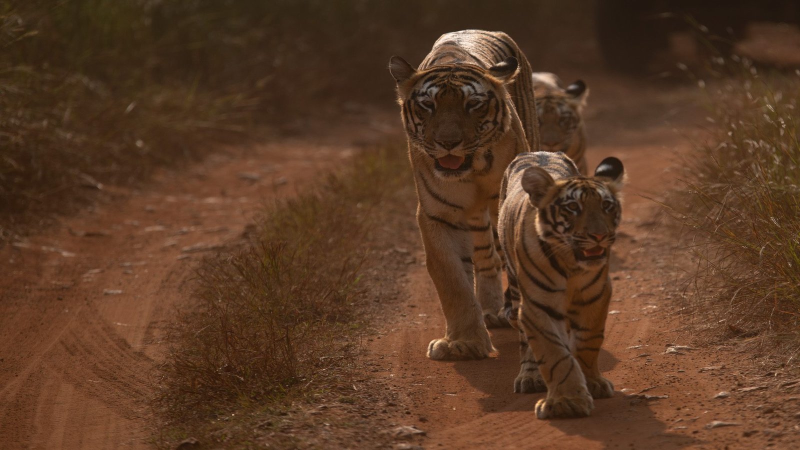 Kolara Core & Buffer Safari — The Finest Blend of Tadoba — view 2