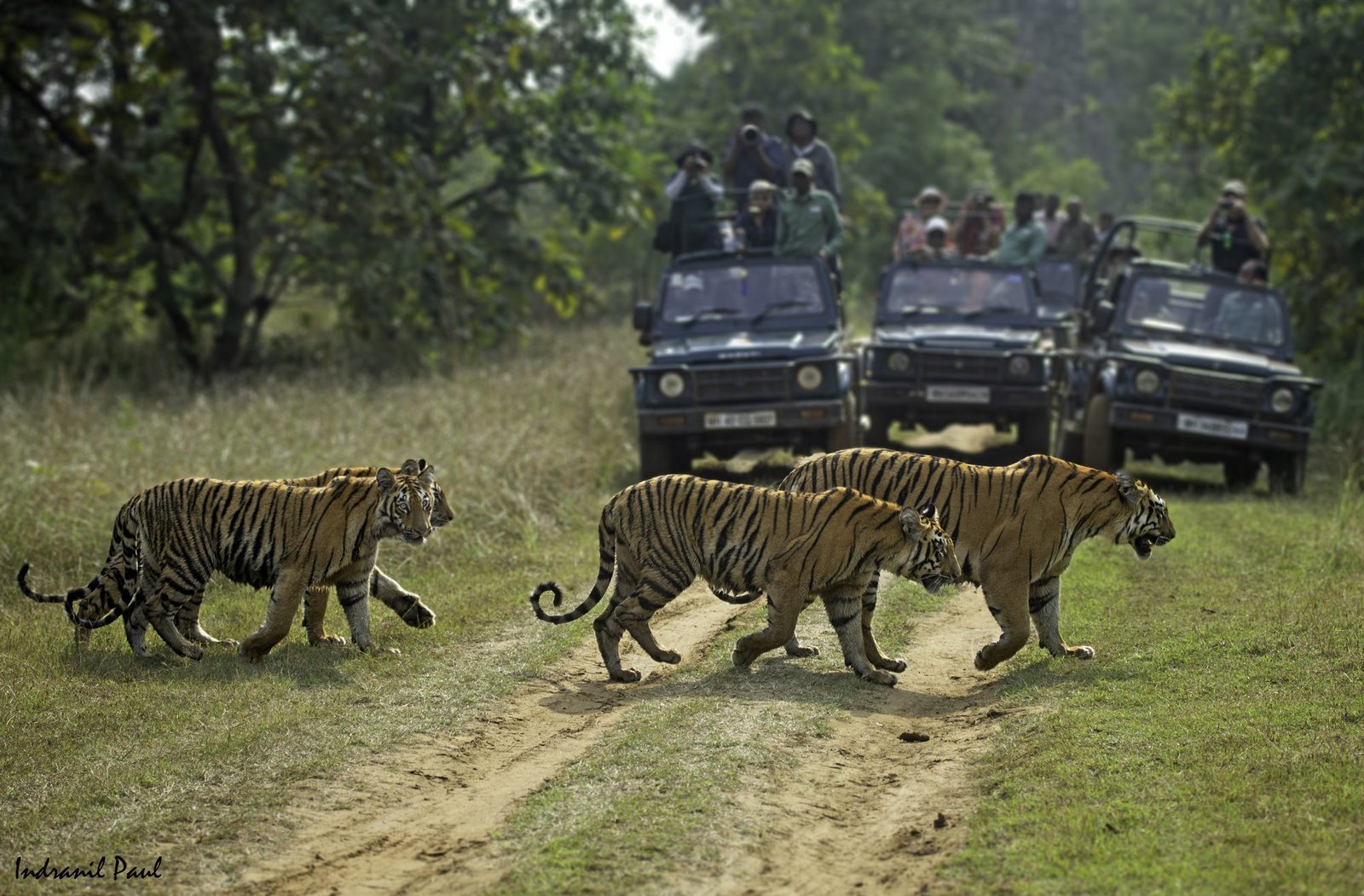 Moharli Safari Zone in Tadoba Tiger Reserve