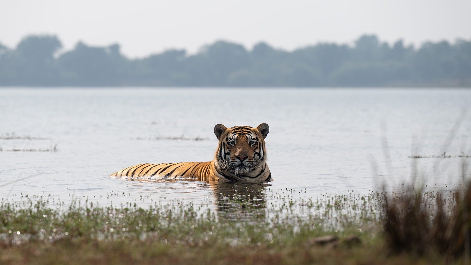 Tadoba 2 Nights 3 Days Package Guide