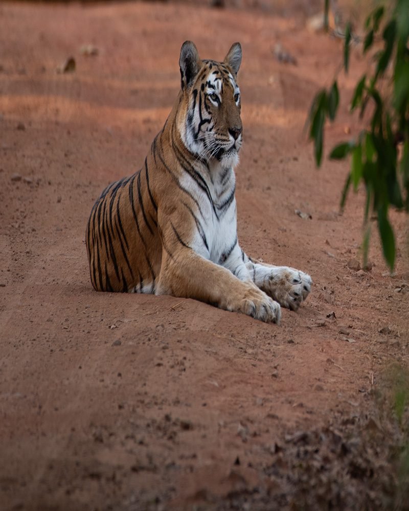 Navegaon Range Leisure Trip — view 1