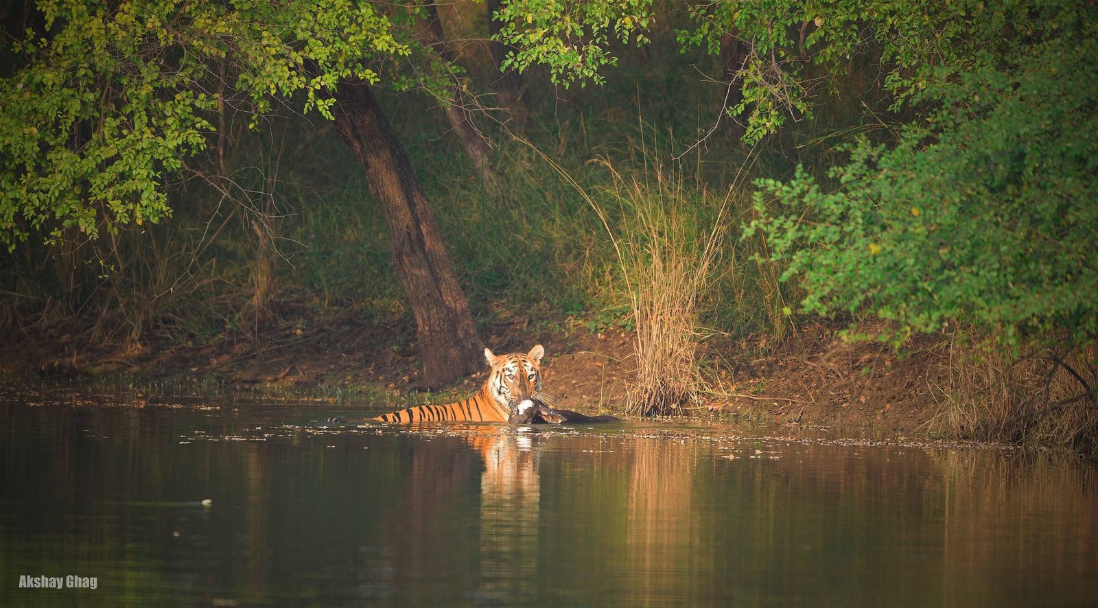 Kolara Core & Buffer Safari — The Finest Blend of Tadoba — view 4