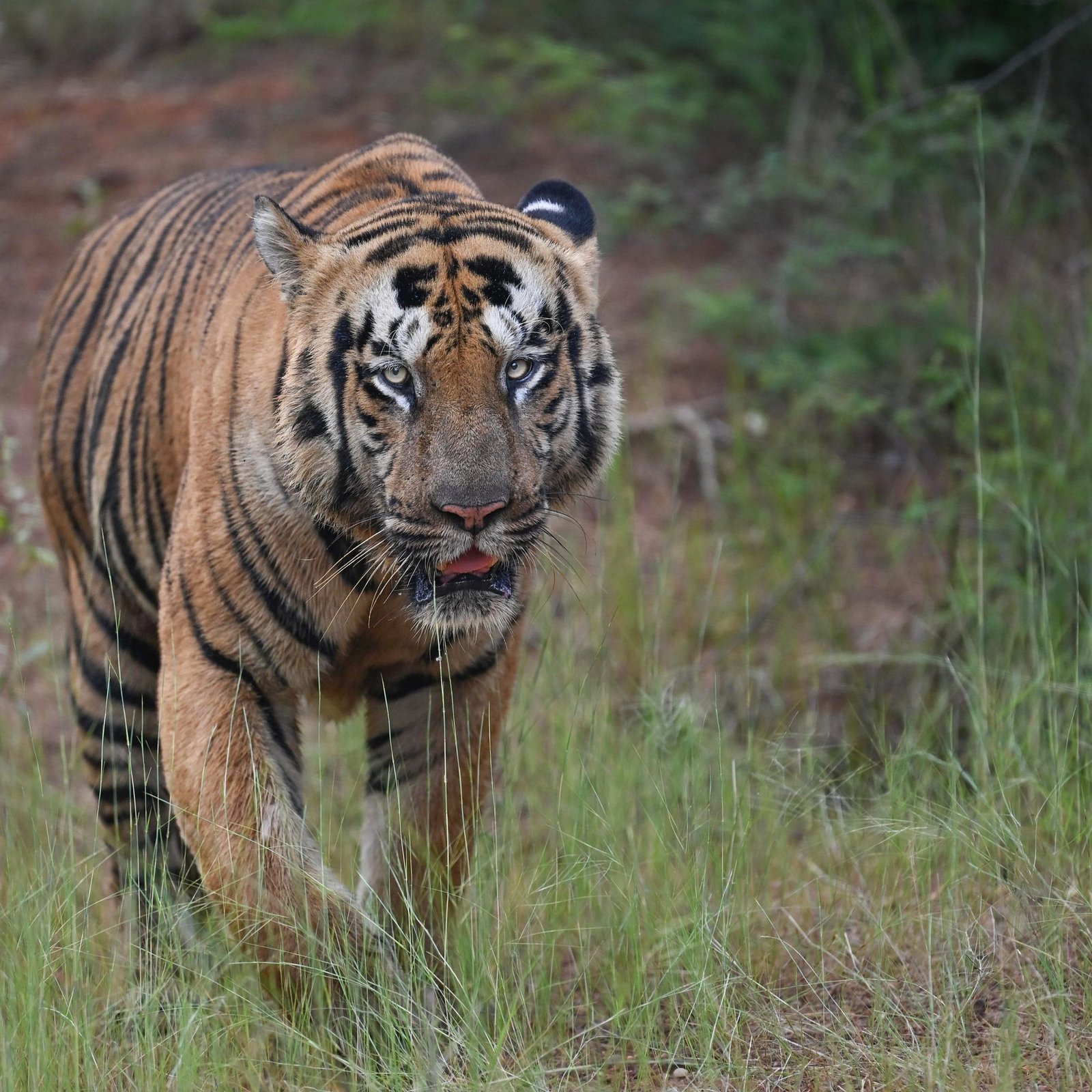 Moharli Core & Buffer Safari — Land of Canopies & the Backwaters of Irai — view 5